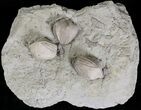 Multiple Blastoid (Pentremites) Plate - Illinois #20867-1